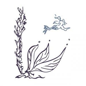 A mermaid in the distance swims away while a seaweed plant waves gently on the ocean floor. Illustration.
